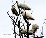 Kenya birds 01