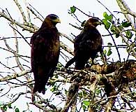 Kenya birds 03