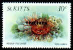 St Kitts SG 144s.jpg (49040 bytes)